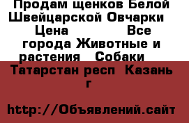 Продам щенков Белой Швейцарской Овчарки  › Цена ­ 20 000 - Все города Животные и растения » Собаки   . Татарстан респ.,Казань г.